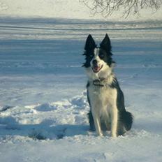 Border collie Lady