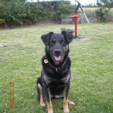 Blanding af racer Flora