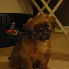 Shih tzu Lucca