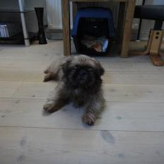Shih tzu Lucca
