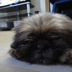 Shih tzu Lucca