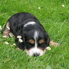 Cocker spaniel Aslan