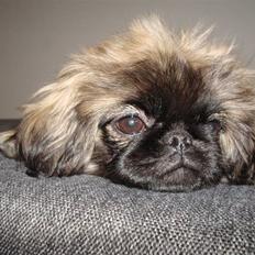 Pekingeser Lullu