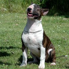 Bullterrier Chica