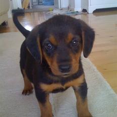 Blanding af racer Emma