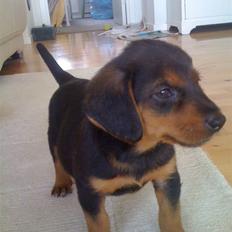 Blanding af racer Emma