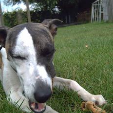Whippet Newkins quest for gold