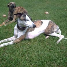 Whippet Newkins quest for gold
