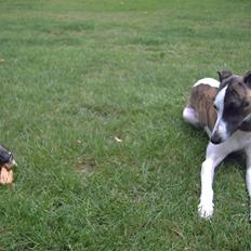 Whippet Newkins quest for gold