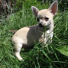 Chihuahua Pudselykke Bang-on Isis *DKK*