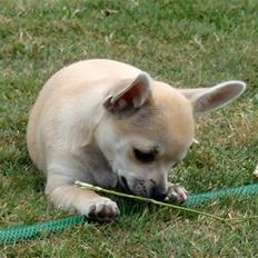 Chihuahua Pudselykke Bang-on Isis *DKK*