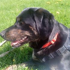 Blanding af racer Zita