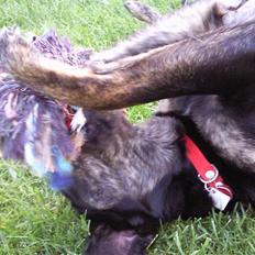 Blanding af racer Zita