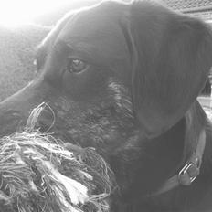 Blanding af racer Zita