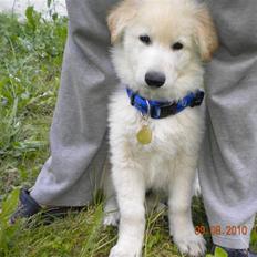 Hvid schæfer Manse solgt :(