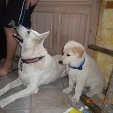 Hvid schæfer Manse solgt :(