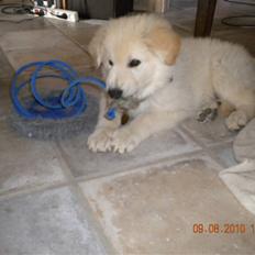 Hvid schæfer Manse solgt :(