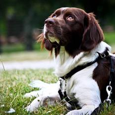 Drentsche patrijshond Vindhøjs Lucca