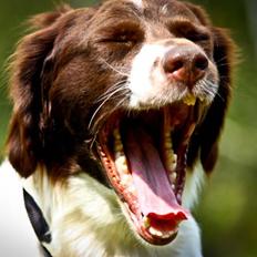 Drentsche patrijshond Vindhøjs Lucca