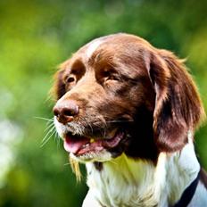 Drentsche patrijshond Vindhøjs Lucca