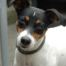 Blanding af racer Mickey