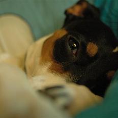 Blanding af racer Mickey