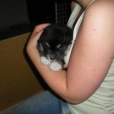 Finsk lapphund Balki