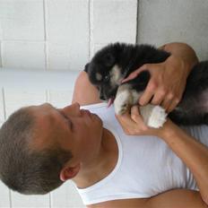 Finsk lapphund Balki