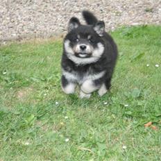 Finsk lapphund Balko