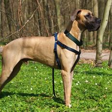 Grand danois Scooby Doo *den klareste stjerne på himlen*