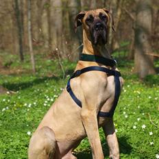 Grand danois Scooby Doo *den klareste stjerne på himlen*