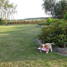 Cavalier king charles spaniel Coco