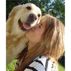 Golden retriever Golden Stenholms Leika