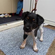 Dansk svensk gaardhund Lulu