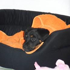 Dansk svensk gaardhund Lulu