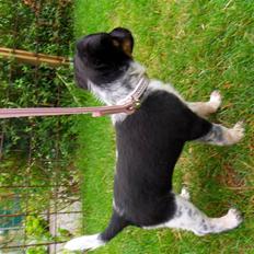 Dansk svensk gaardhund Lulu