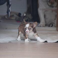 Chinese crested powder puff Cosmo