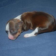 Chinese crested powder puff Cosmo