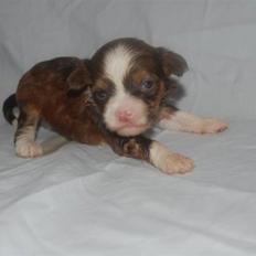 Chinese crested powder puff Cosmo