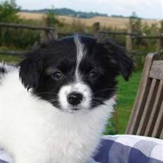 Papillon Klæstrupslunds Daisy