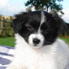 Papillon Klæstrupslunds Daisy