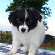 Papillon Klæstrupslunds Daisy