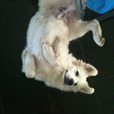 Blanding af racer Buddie [solgt]