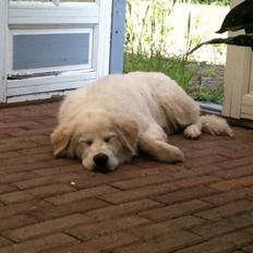 Blanding af racer Buddie [solgt]