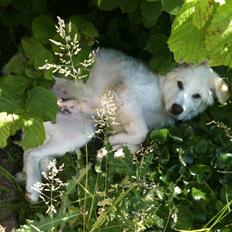 Blanding af racer Buddie [solgt]