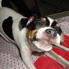 Dansk svensk gaardhund Minnie