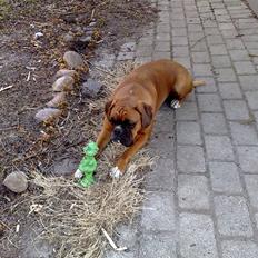 Boxer Gurli R.I.P.