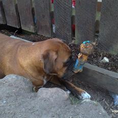 Boxer Gurli R.I.P.