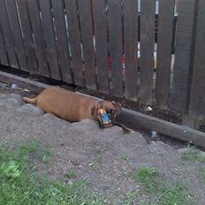 Boxer Gurli R.I.P.