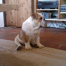 Engelsk bulldog Bertil R.I.P